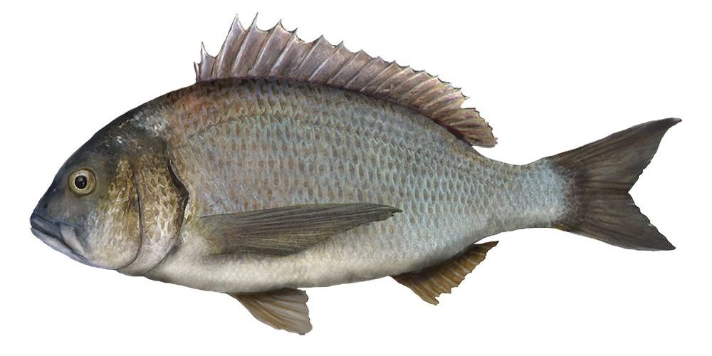 Black Bream Ban in Lakes & Coorong - 5MU